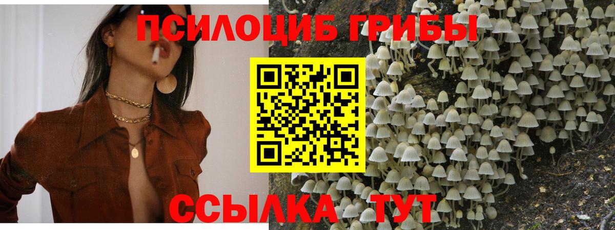 Михайловск  даркнет сайт  Вход с VPN  Псилоцибиновые грибы MAGIC MUSHROOMS 